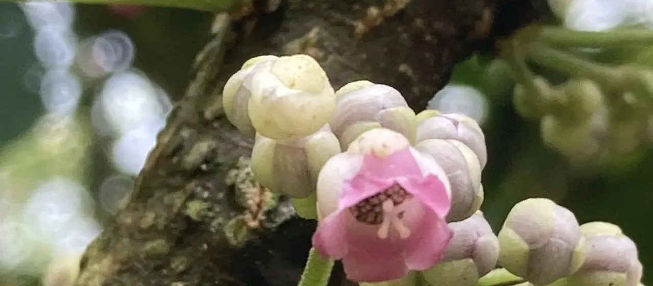 Saurauia roxburghii