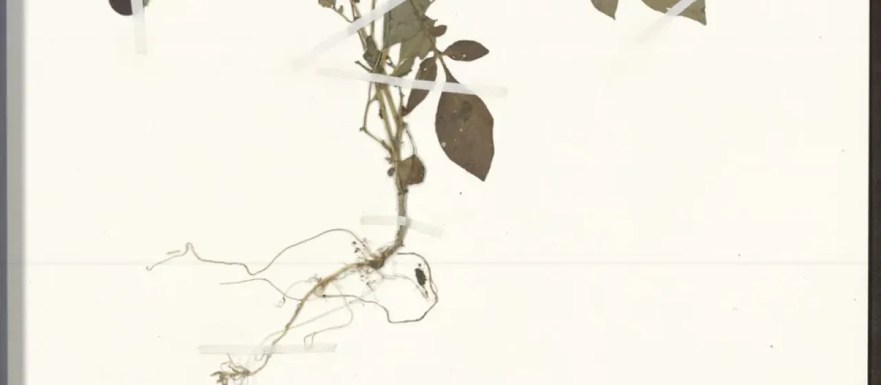Solanum verrucosum