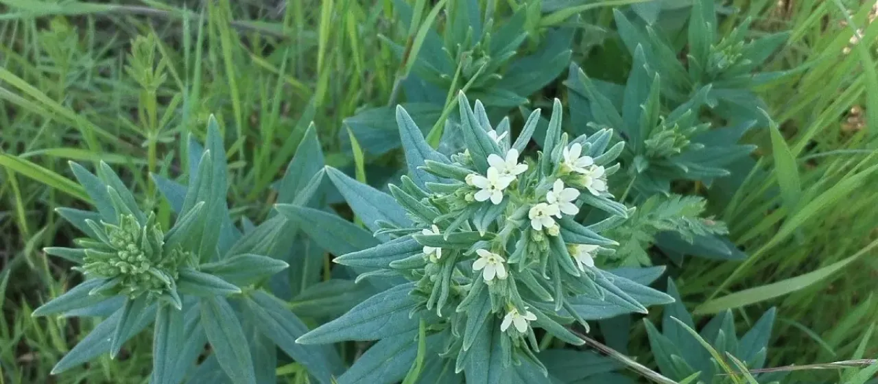 Common gromwell