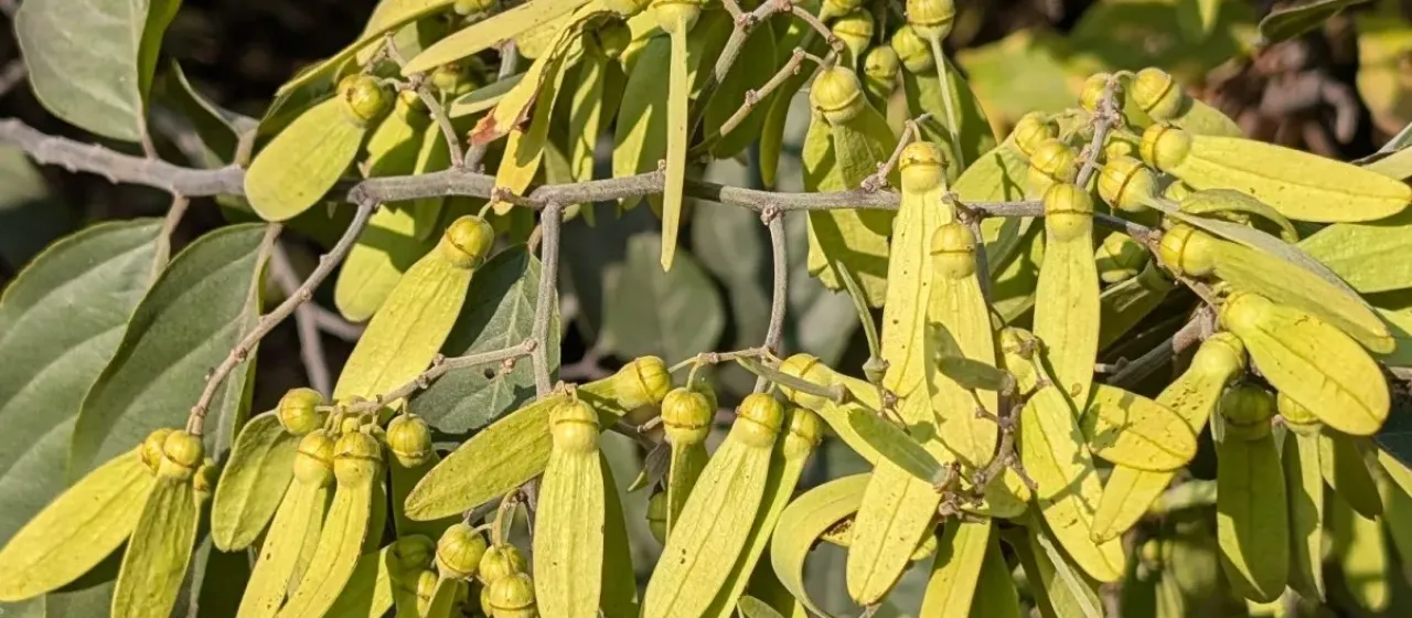 Ventilago denticulata