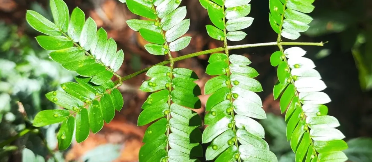 Senegalia caesia
