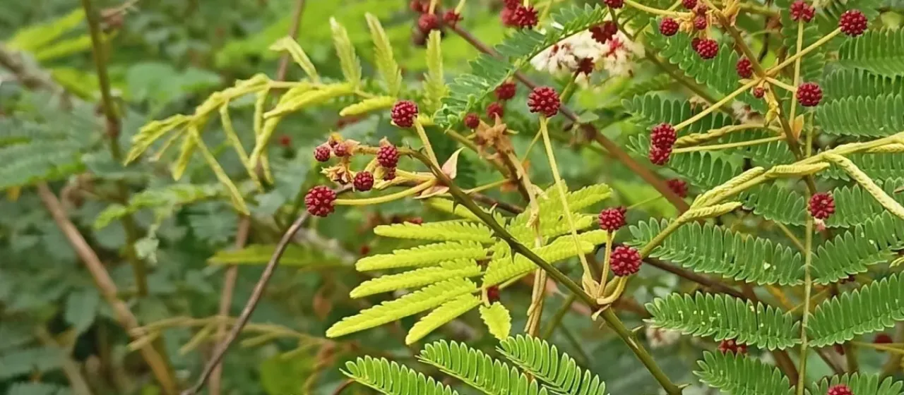 Senegalia rugata