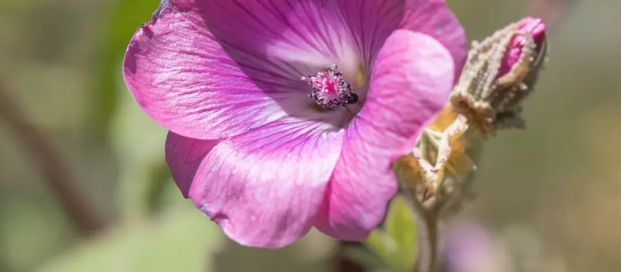 Anisodontea julii