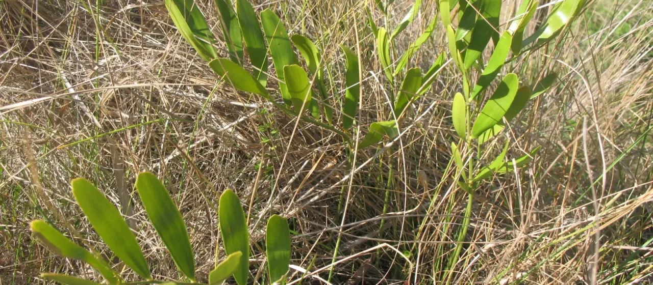 Zamia kickxii