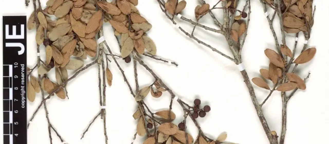 Vaccinium bissei