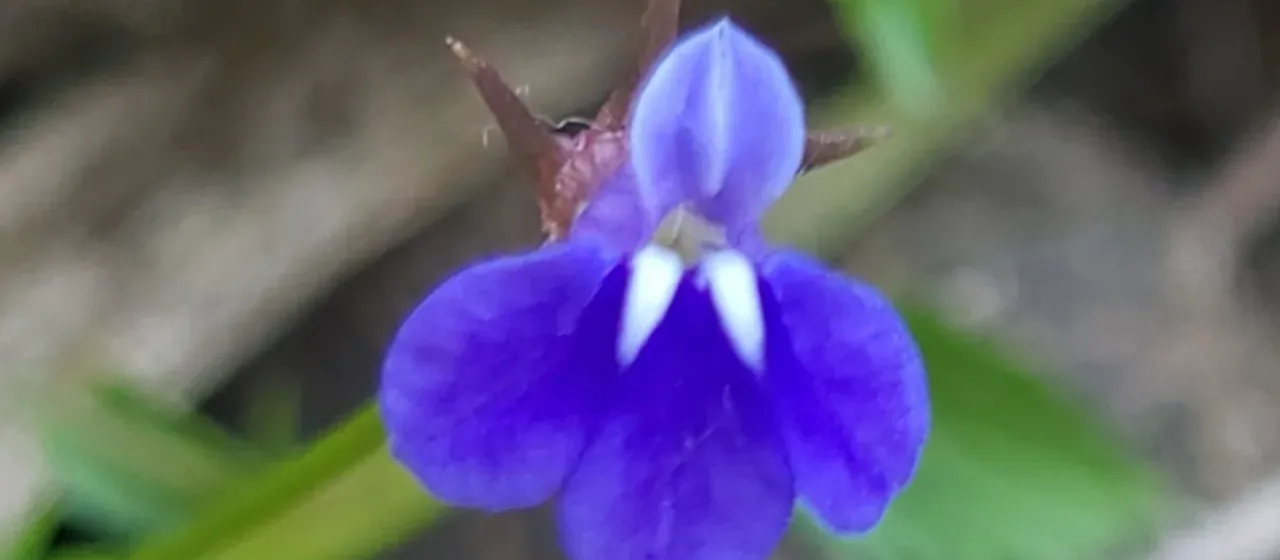 Lobelia alsinoides