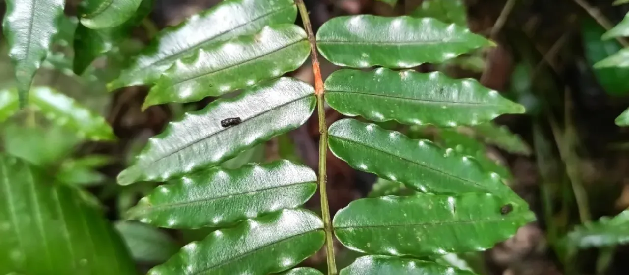 Ruizterania albiflora