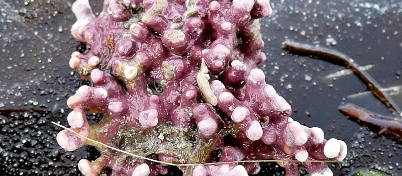 Phymatolithon calcareum