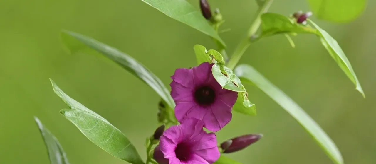 Argyreia cuneata