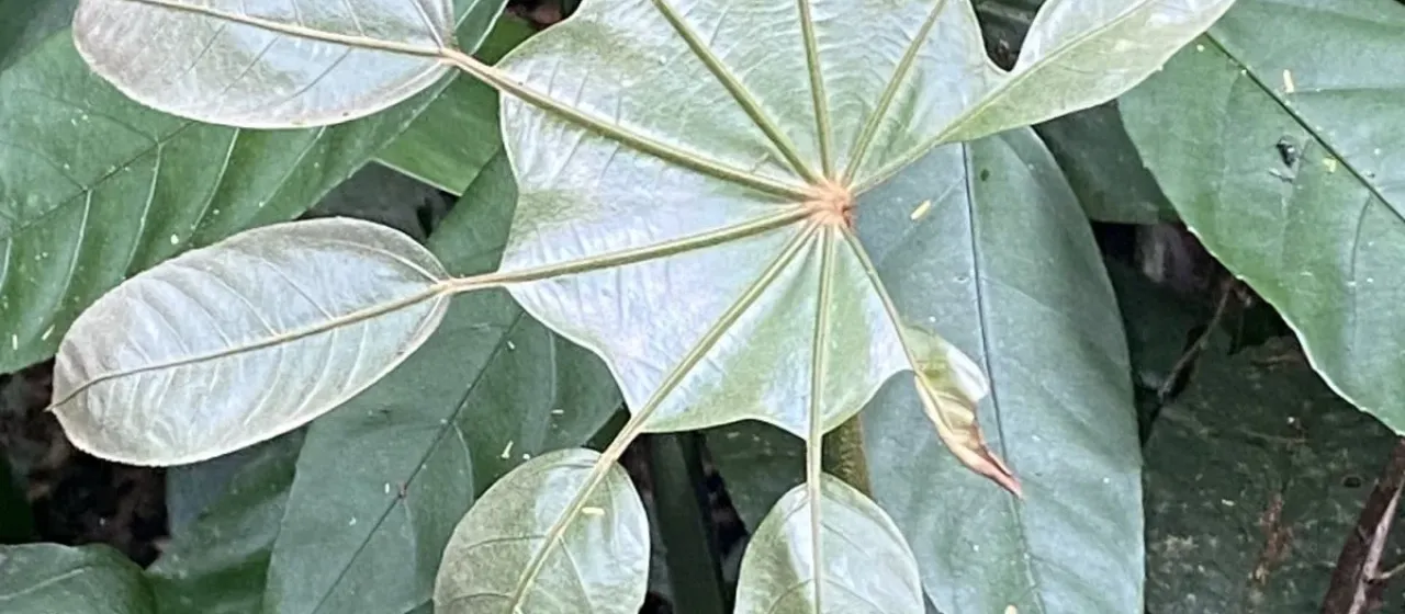 Trevesia burckii