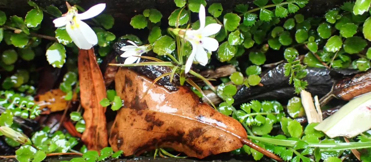 Pratia angulata
