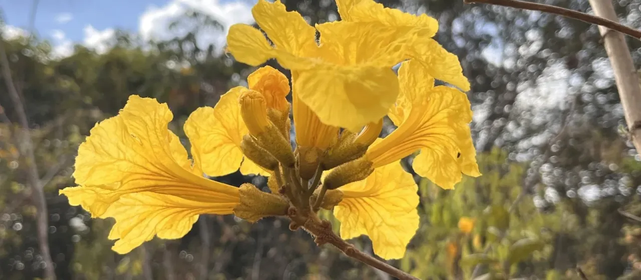 Handroanthus ochraceus