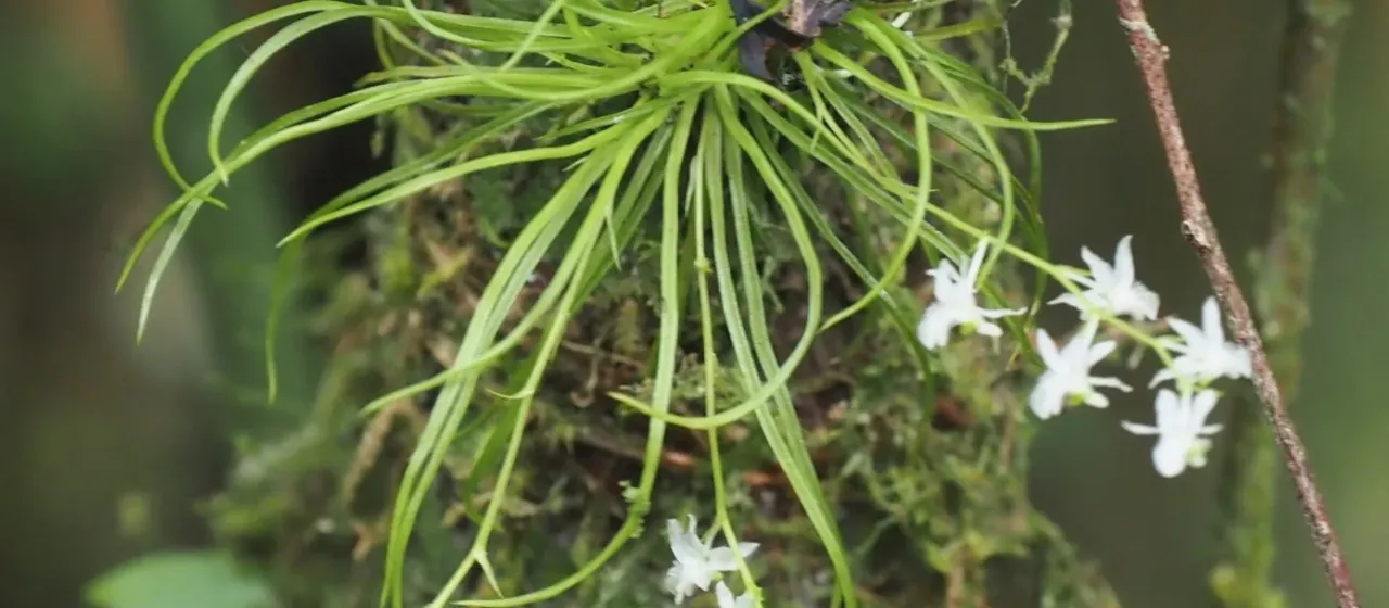 Phymatidium falcifolium