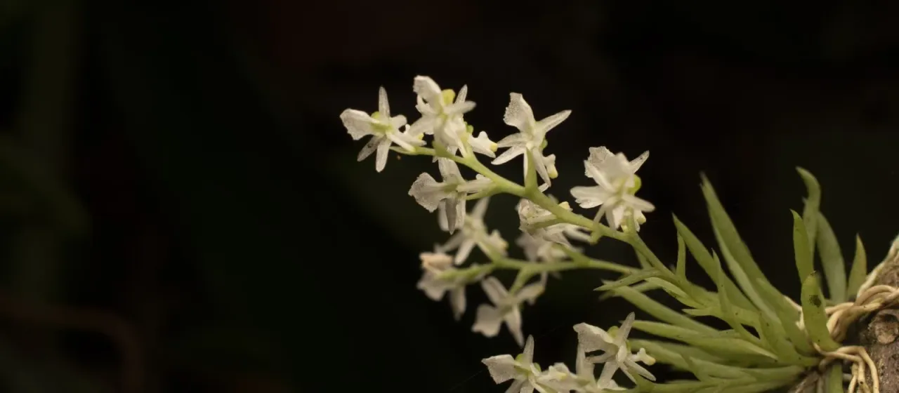 Phymatidium delicatulum