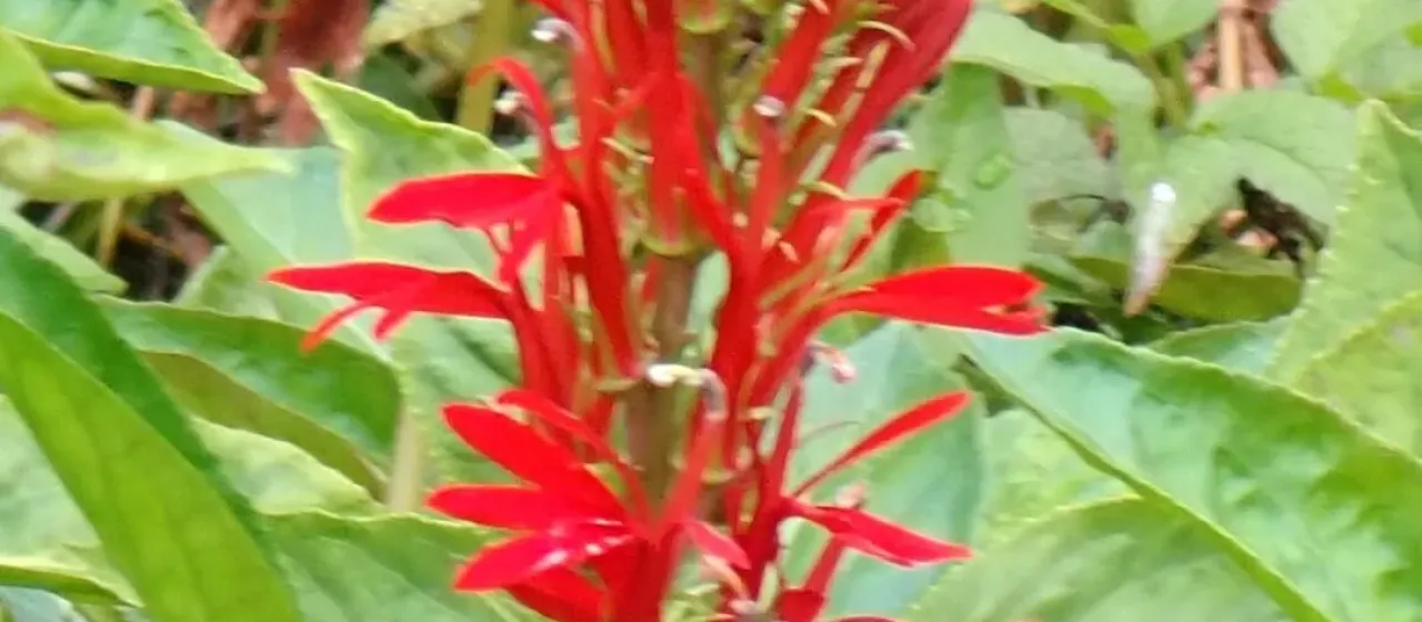 Mexican lobelia