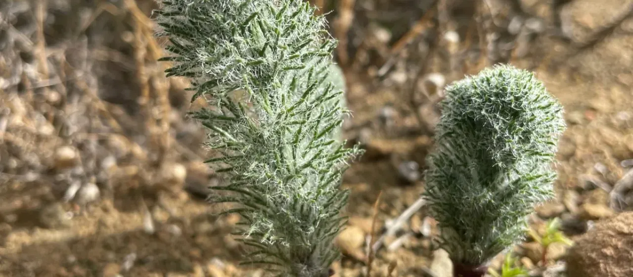 Eriospermum paradoxum