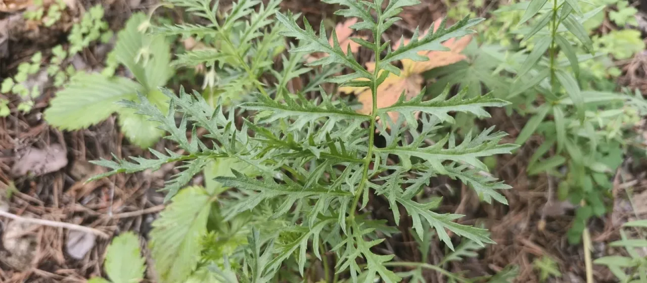 Broadleaf mugwort