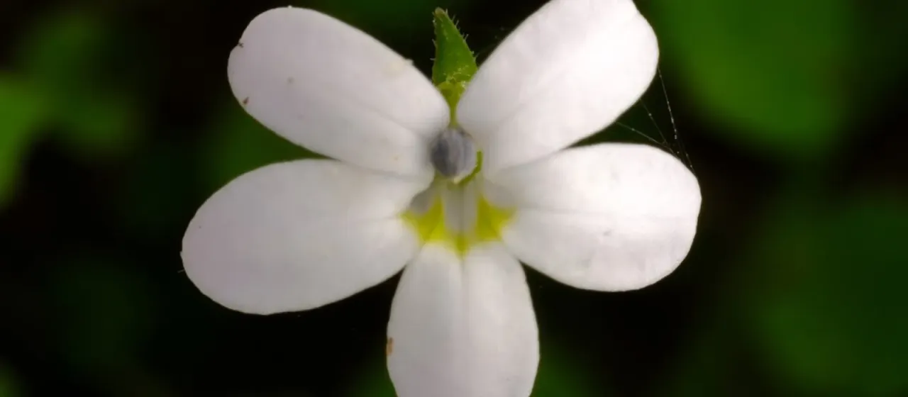 Lobelia