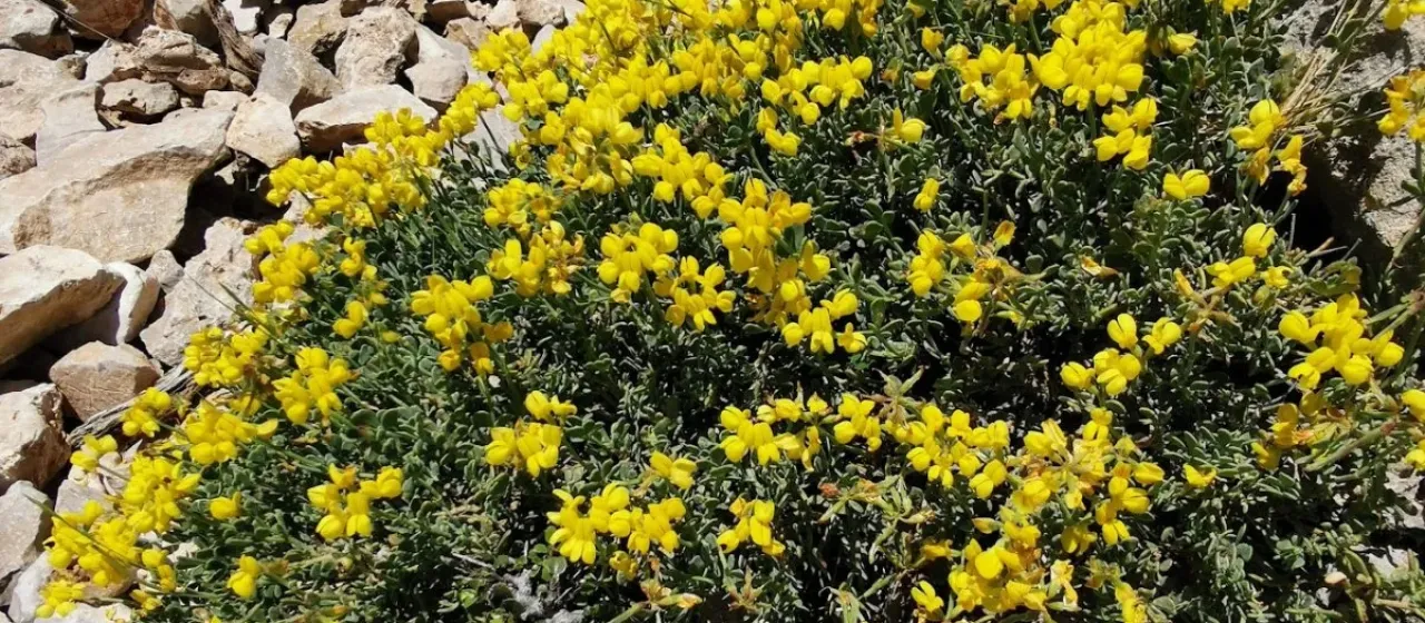 Valencia horseshoe vetch
