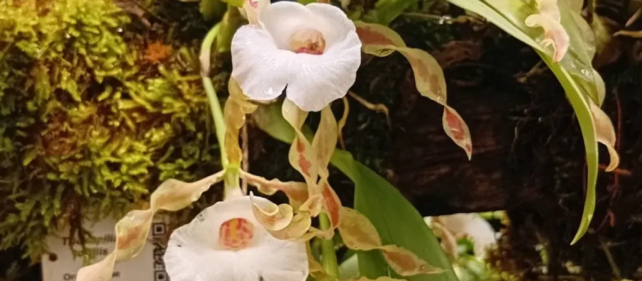 Trichopilia tortilis