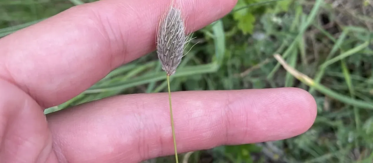 Vaginatus foxtail
