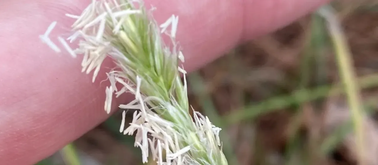 White moor grass