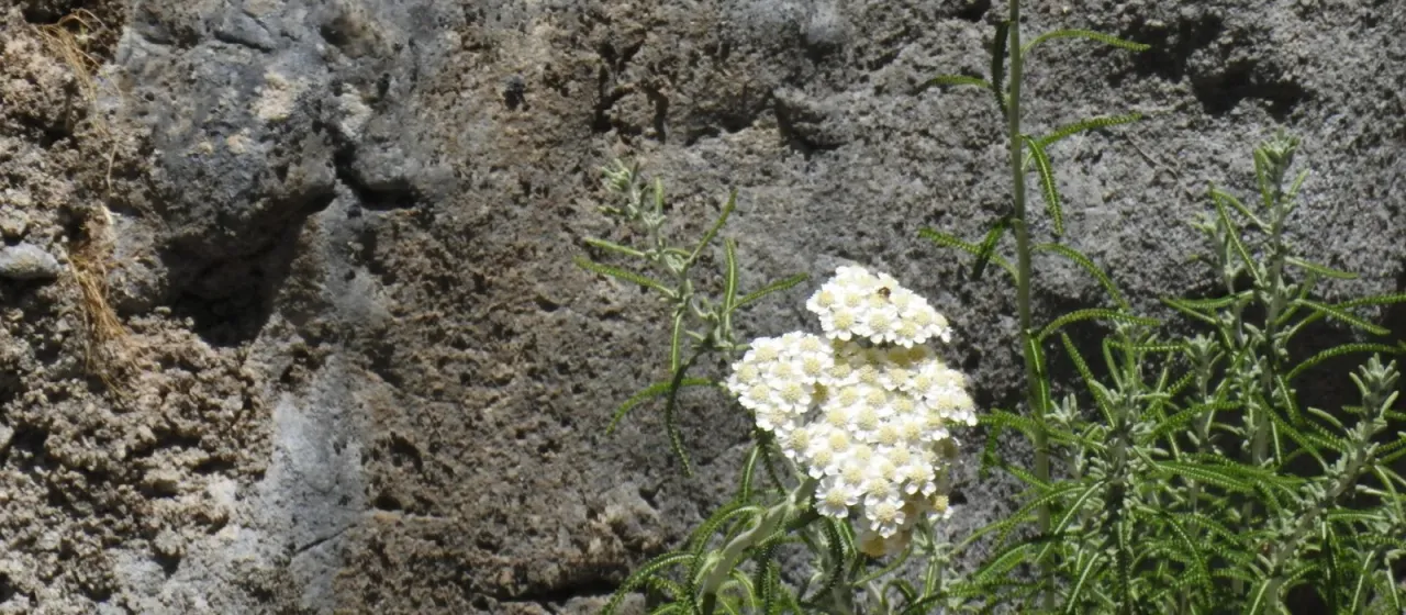Cretan yarrow