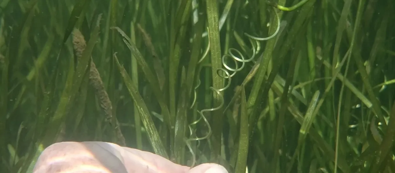 Vallisneria australis