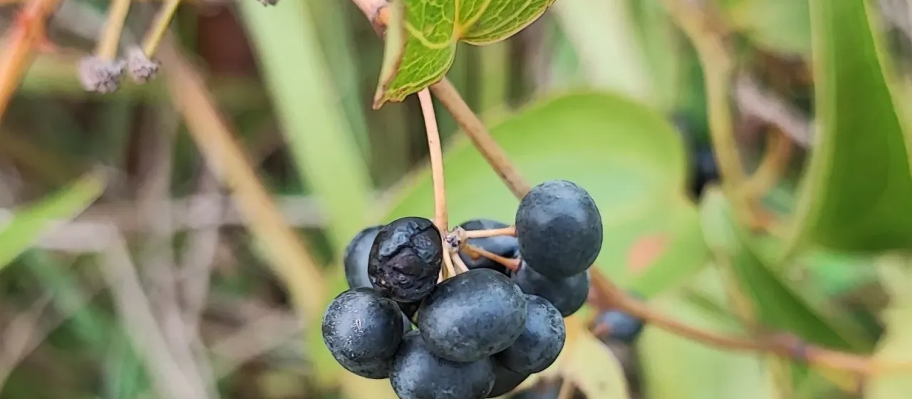 Смилакс флуминенсис