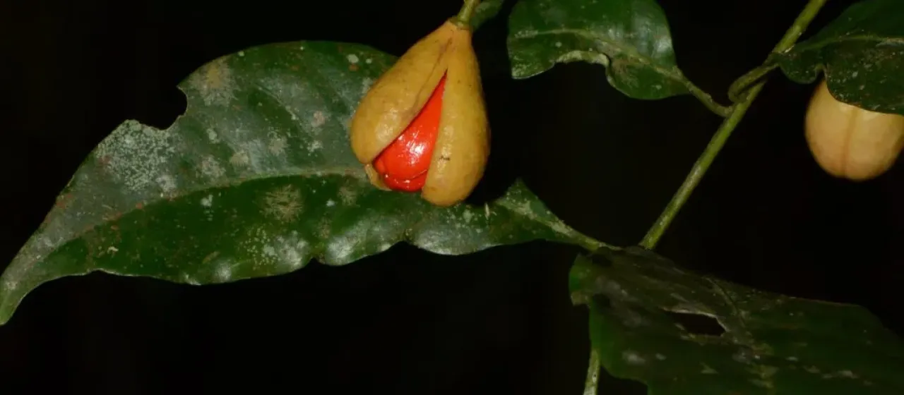Trichilia casarettoi