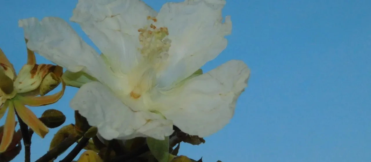 Luehea speciosa