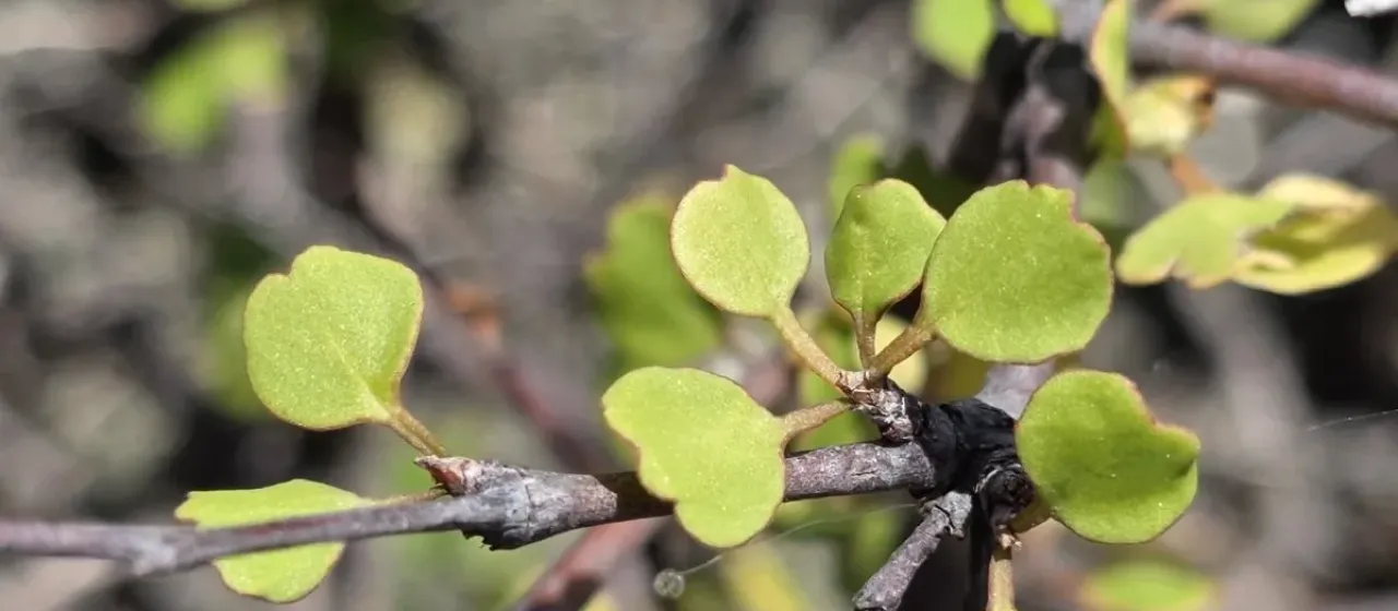 Muehlenbeckia astonii