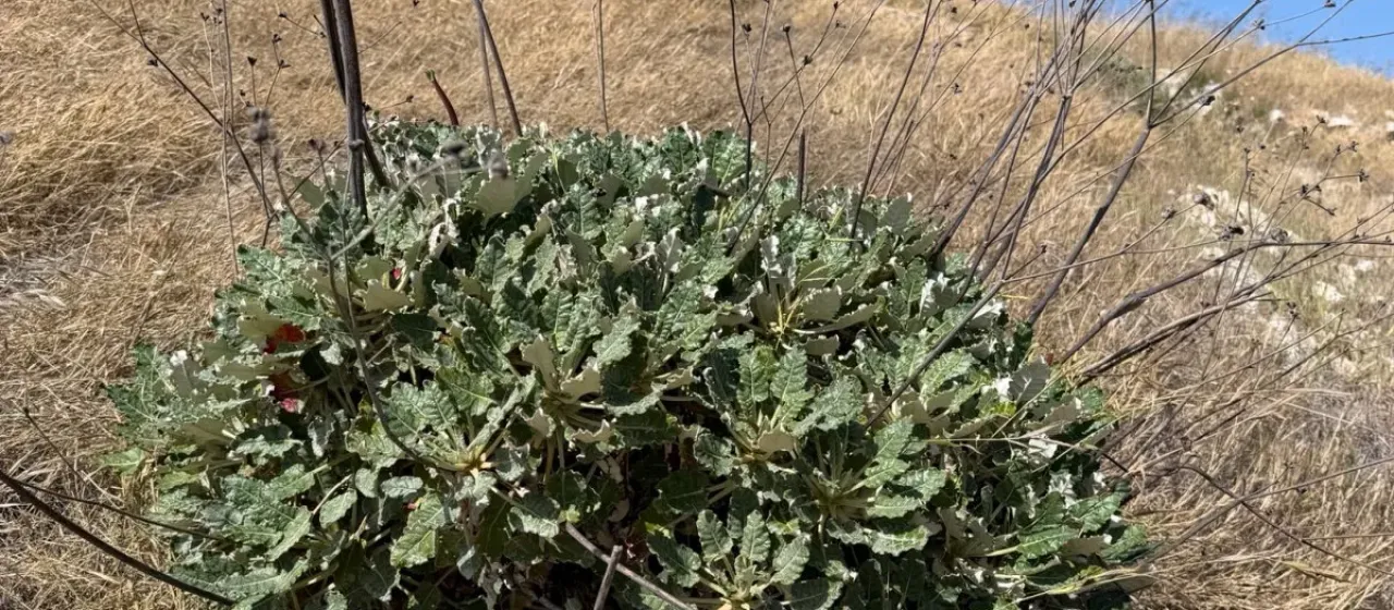 Eriogonum grande