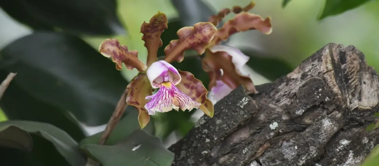 Cattleya schilleriana