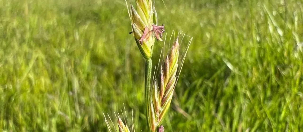 Italian ryegrass