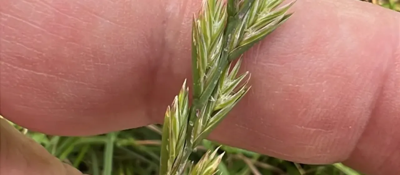 Perennial ryegrass