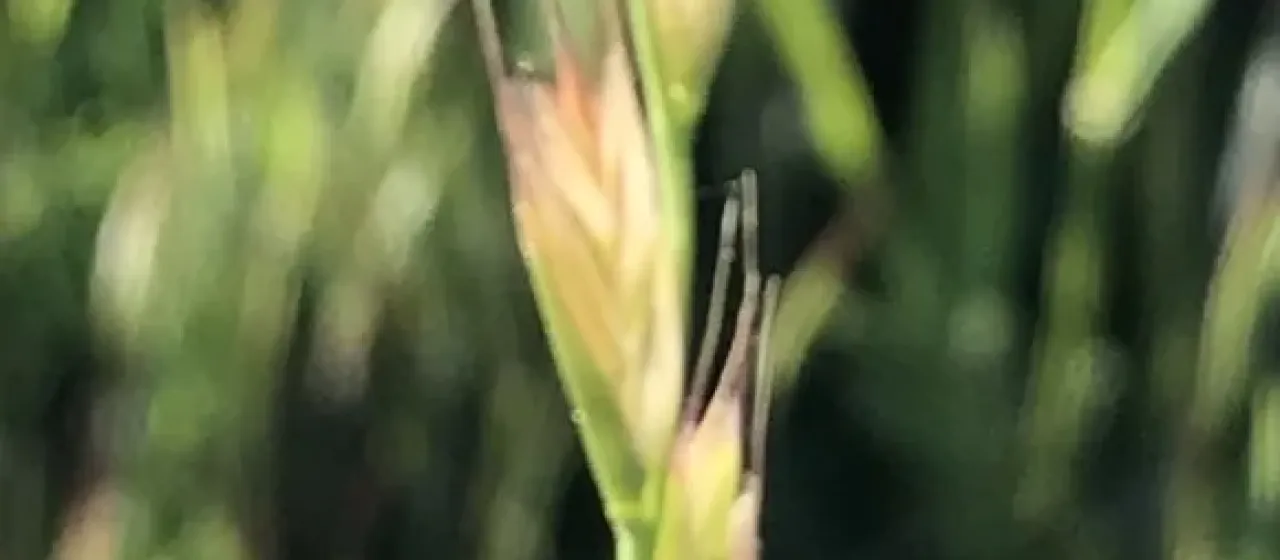 Darnel ryegrass