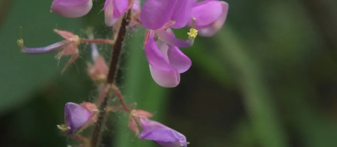 Uraria rufescens