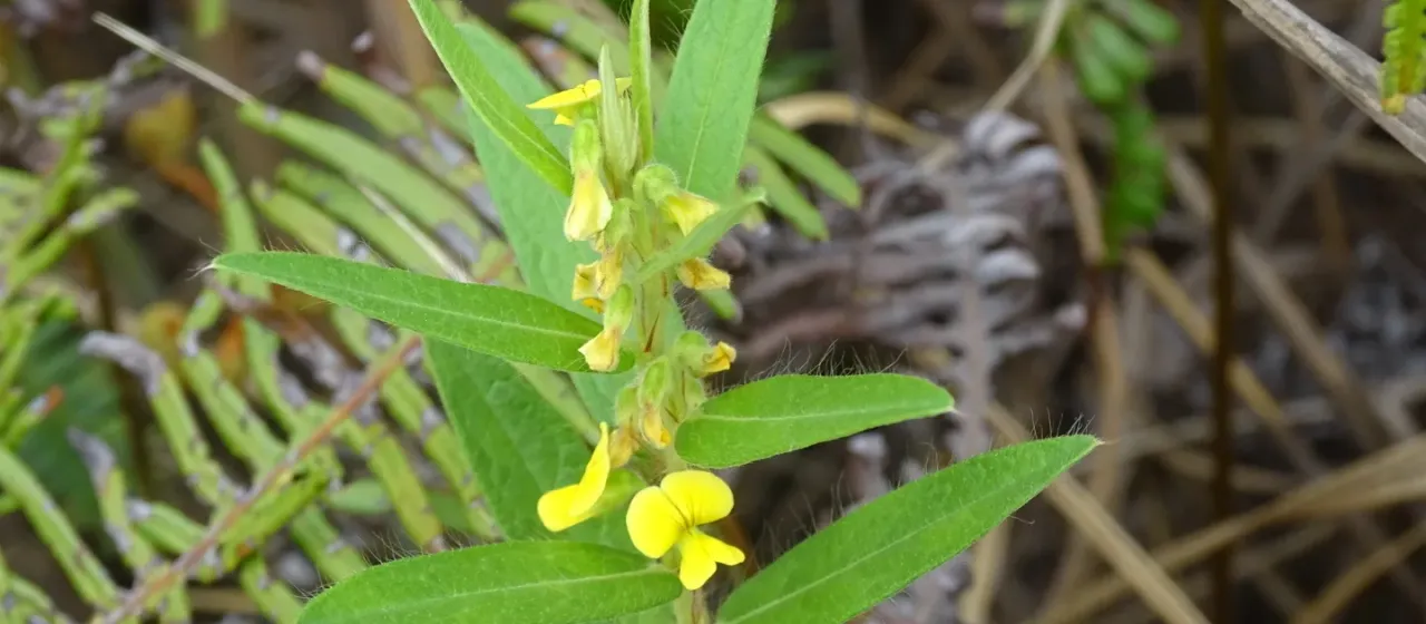 Eriosema himalaicum