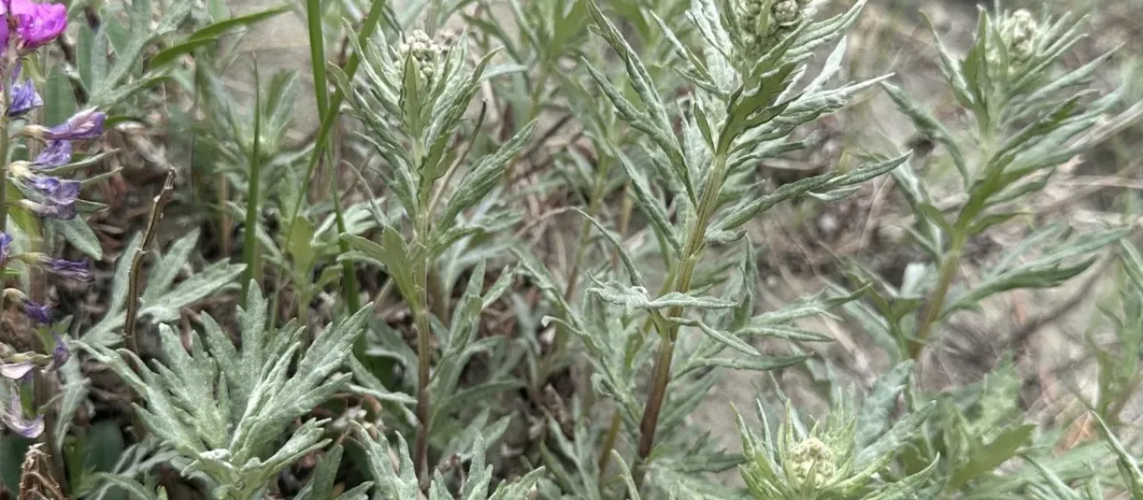 Tiles wormwood
