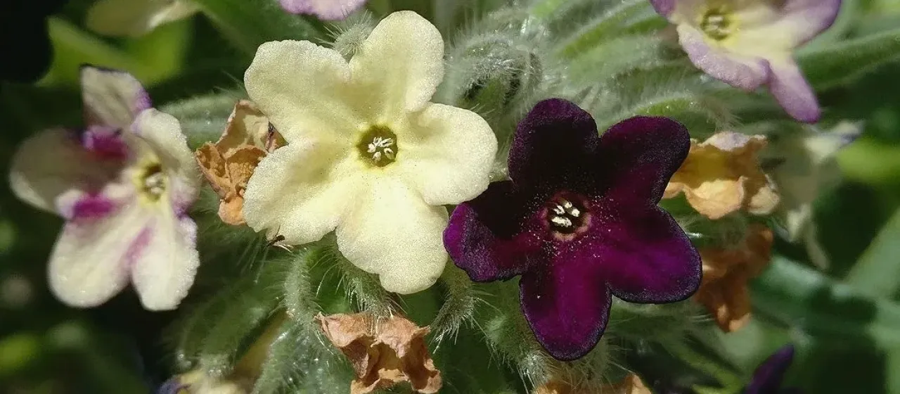 Arnebia euchroma