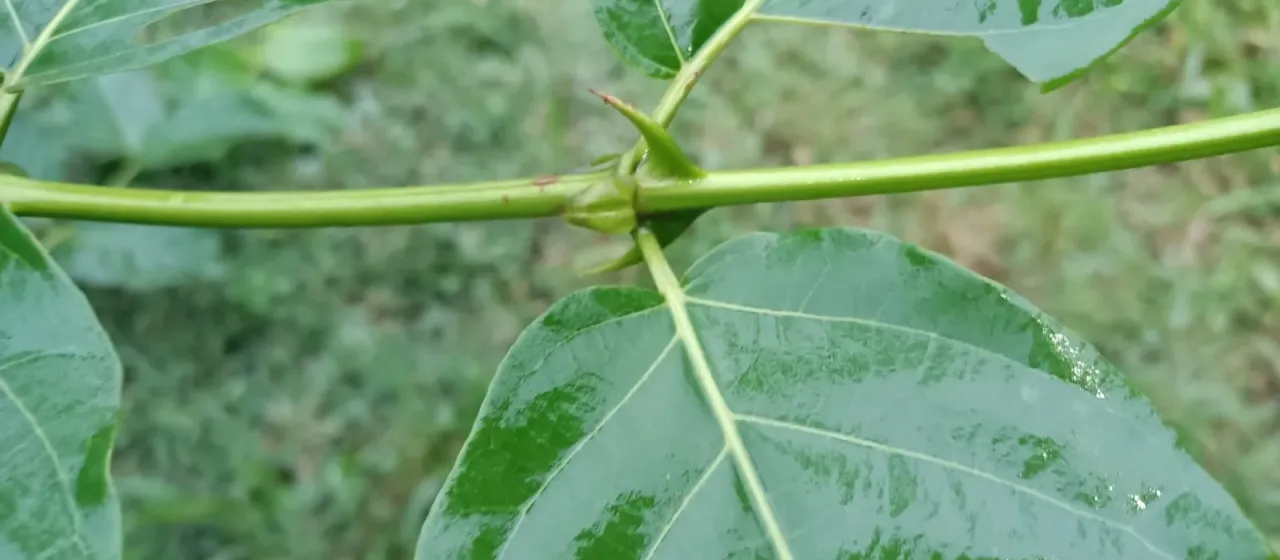Cat's claw