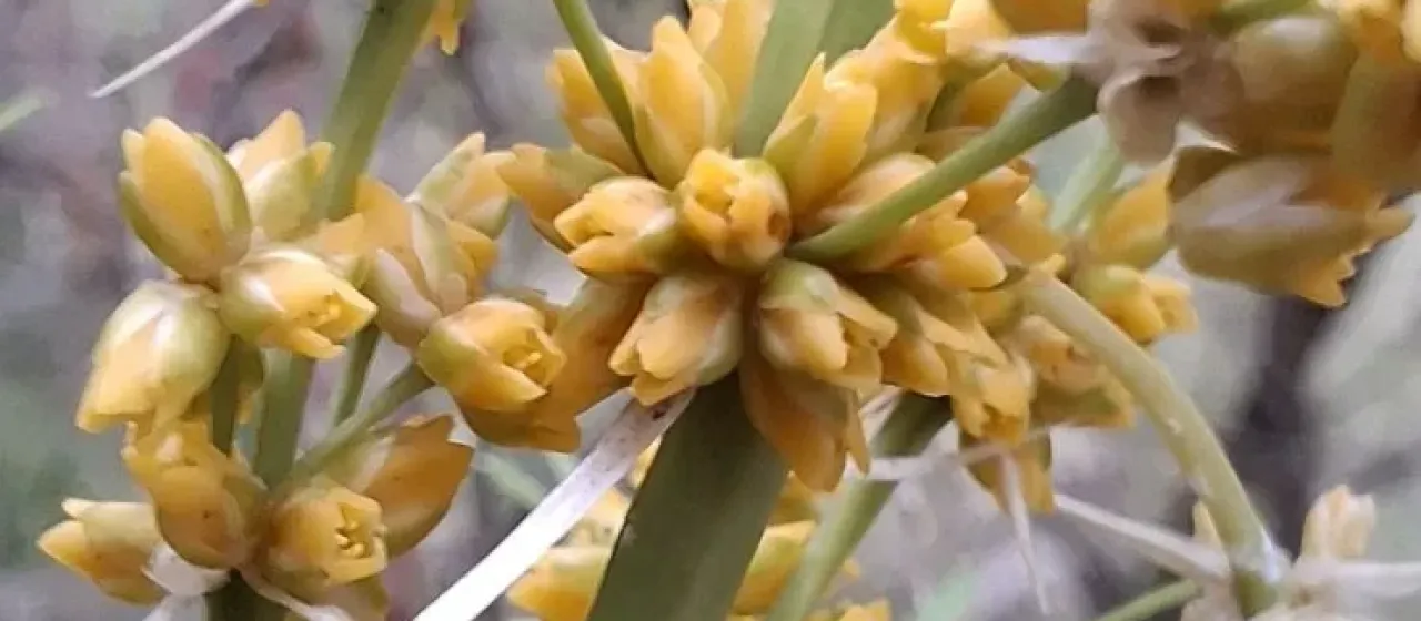 Lomandra