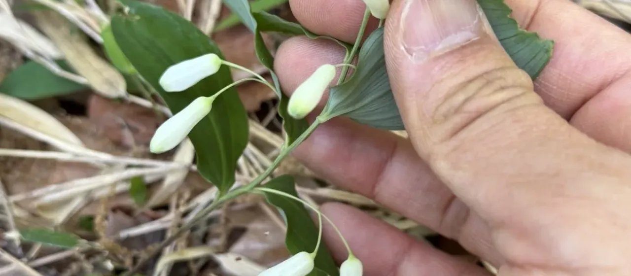 Woolly-anther Solomon's seal
