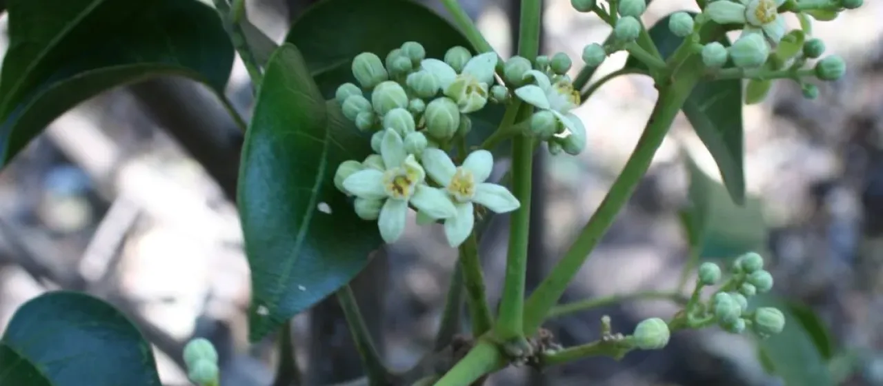 Smooth trichilia