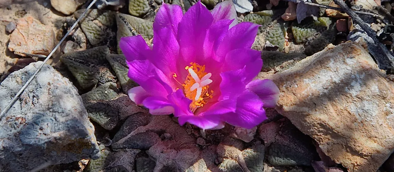 Ariocarpus kotschoubeyanus