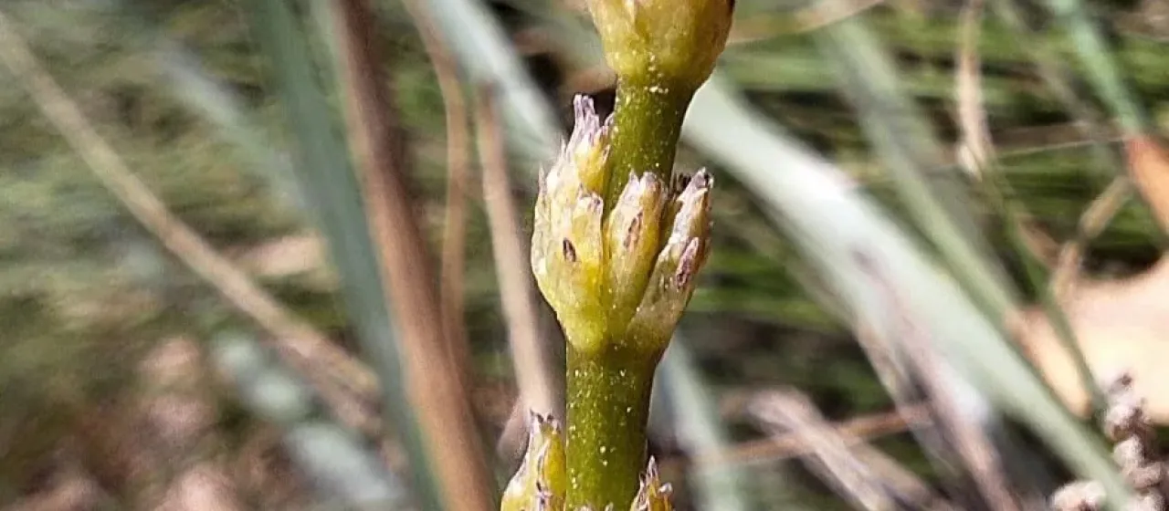 Lomandra multiflora