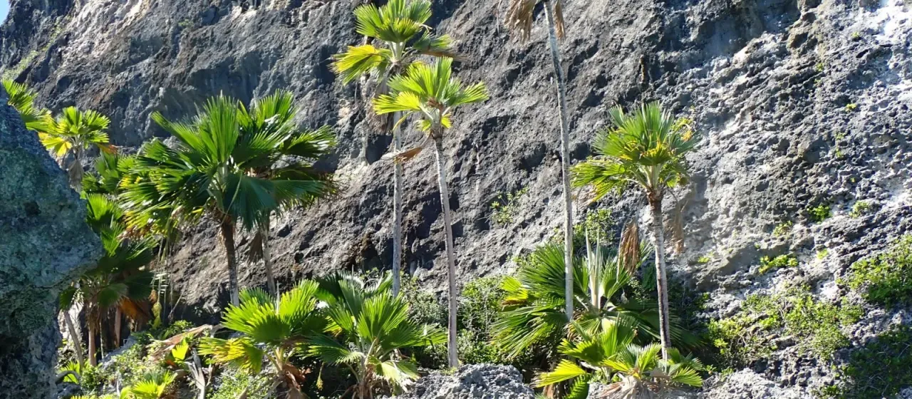 Pritchardia thurstonii