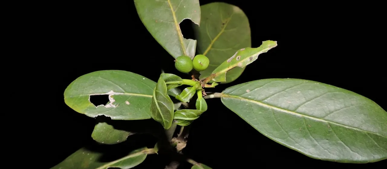 Richeria grandis