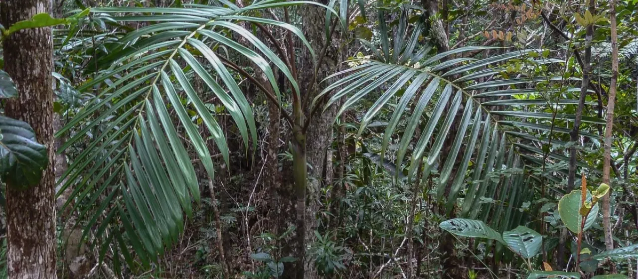 Actinokentia divaricata
